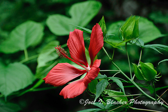 Swamp Hibiscus, Big Trees FP