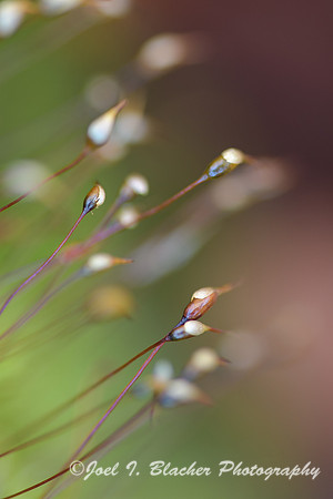 Moss-Sporangia-Close-Crop-Island-Ford