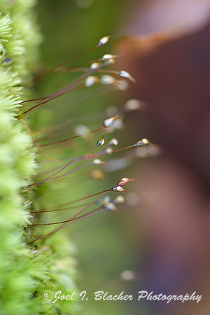 Moss-Sporangia-Island-Ford
