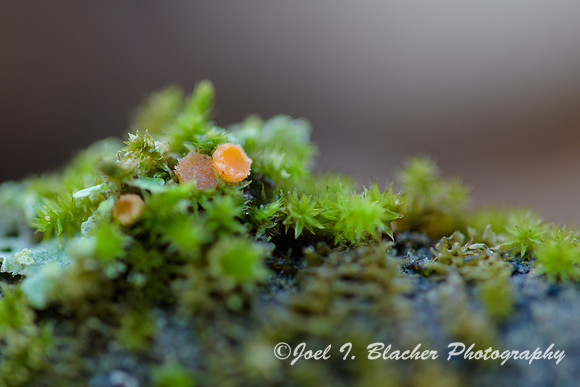 Lichenscape-Island-Ford