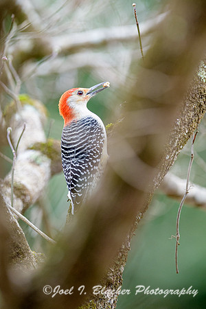 Red-bellied-Woodpecker-in-Dogwood-Eating