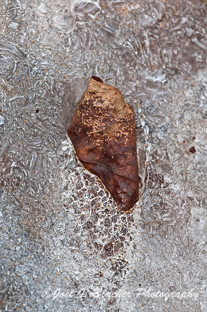 Poplar Leaf in Ice, Mocassin Creek copy.jpg