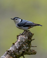 White-breasted-Nuthatch-Chatt