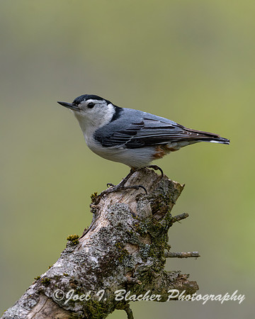 White-breasted-Nuthatch-Chatt