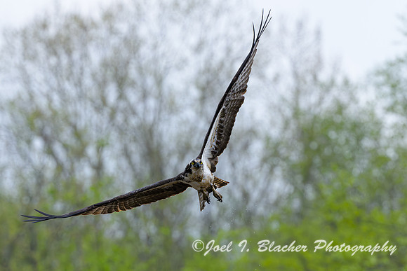 Osprey-Banking-Chattahoochee-O-Deck