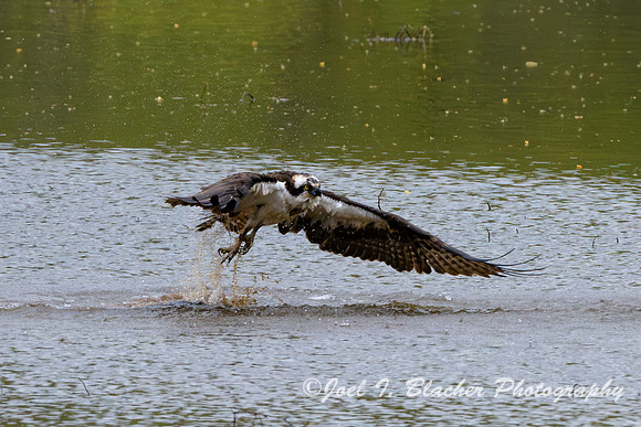 Osprey-Fishing-Chatt