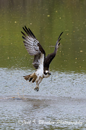 Osprey-Fishing-3-Chatt