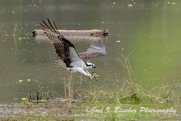 Osprey-Fishing-2-Chatt