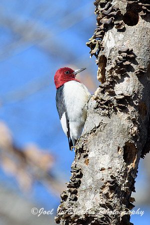 Red-headed-Woodpecker-5-Island-Ford