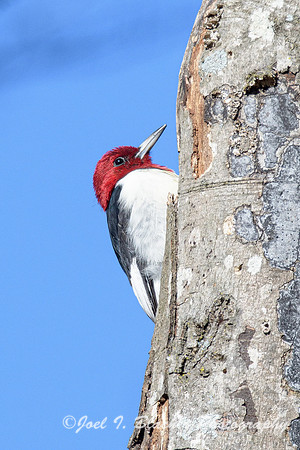 Red-headed-Woodpecker-6-Island-Ford