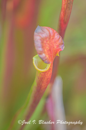 Saracenia-sp-in-Autumn