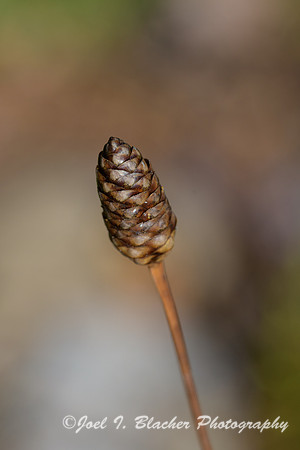Spiked-Rush-Seedhead