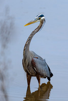 Great-Blue-Heron-3--Chatt