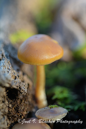 Orange-Mycenea