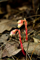 Ferns, Mosses, & Other Woodland Plants