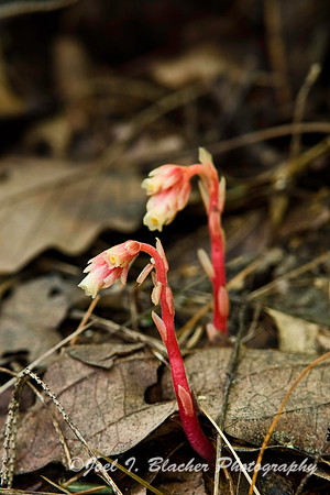 Pinesap, Bear Hair Trail.jpg