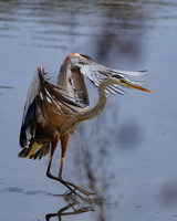 Great-Blue-Heron-5--Chatt