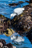 Shorebirds and Waders