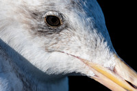Shorebirds and Waders