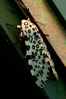 Butterflies and Moths