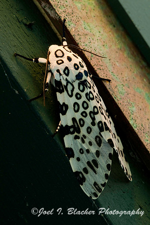 Ecpantheria scribonia 1, Brasstown