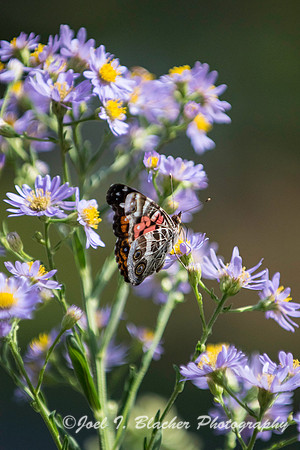 American Lady on Asters 2