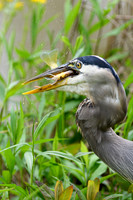 Great-Blue-Heron-Fishing-2-Chatt