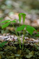 Jack-in-the-Pulpit-Is-Ford