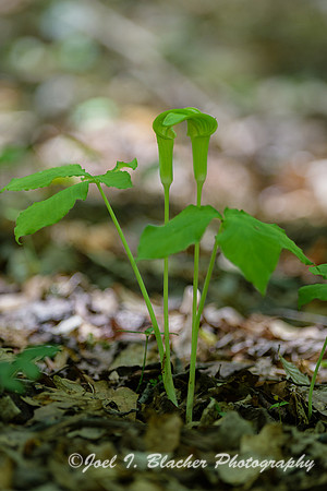 Jack-in-the-Pulpit-Is-Ford