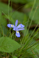 Dwarf-Crested-Iris-Is-Ford