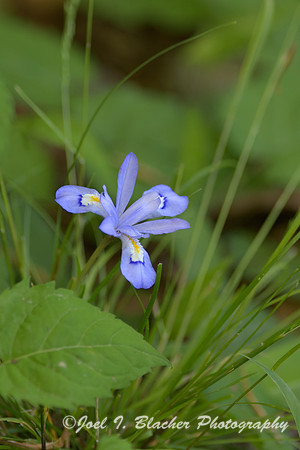 Dwarf-Crested-Iris-Is-Ford
