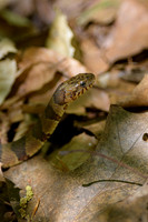 Reptiles & Amphibians