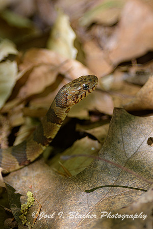 E.-Brown-Water-Snake-Nerodia-taxispilota-Is-Ford