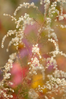 Fall Foliage