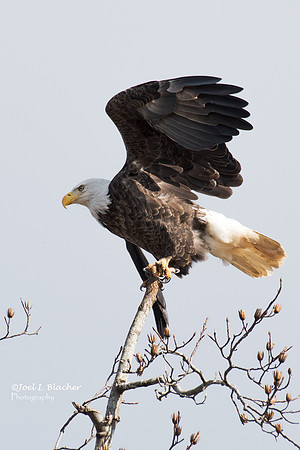Bald-Eagle-Chattahoochee-11-27-overcast