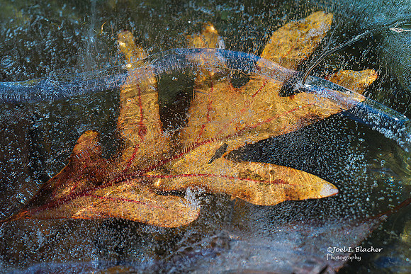 Frozen-White-Oak