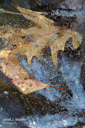 Frozen-Oaks-2