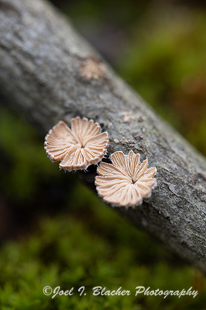 Common-Split-Gill-S.-commune