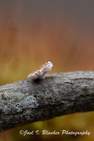 Common-Split-Gill-S-Commune-Single