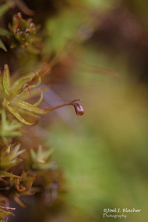 Moss-SporangiumJIB