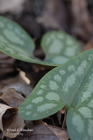 Wild-Ginger-JIB