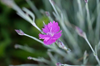 Flowers, Grasses, & Bog Plants