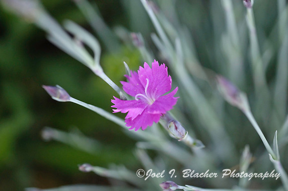 Dianthus deltoides, Dahlongega GA