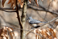 Songbirds