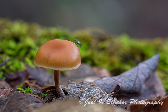 Mycenea-and-Fly