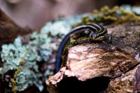 Reptiles & Amphibians
