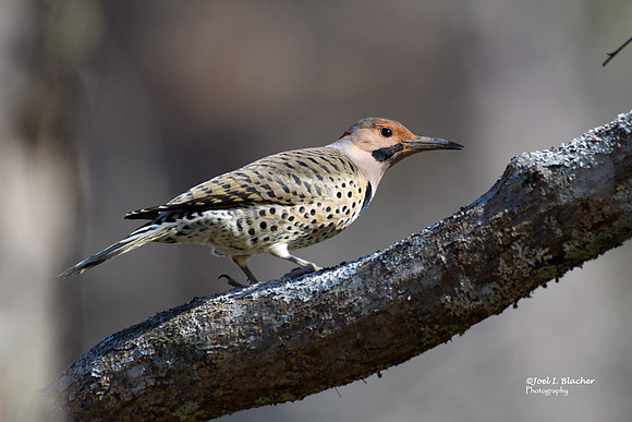 Northern-Flicker