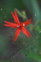 Flowers, Grasses, & Bog Plants