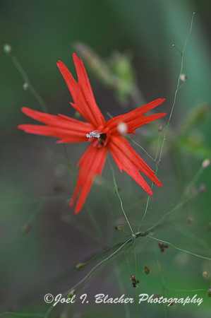 Fire Pink 1.jpg