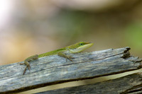 Anole-Is-Ford